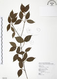 中文名:呂宋莢迷(S062529)學名:Viburnum luzonicum Rolfe(S062529)英文名:Luzon Viburnum