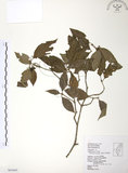 中文名:呂宋莢迷(S063665)學名:Viburnum luzonicum Rolfe(S063665)英文名:Luzon Viburnum