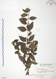 中文名:呂宋莢迷(S063876)學名:Viburnum luzonicum Rolfe(S063876)英文名:Luzon Viburnum