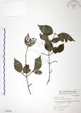 中文名:呂宋莢迷(S064204)學名:Viburnum luzonicum Rolfe(S064204)英文名:Luzon Viburnum