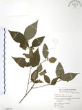 中文名:呂宋莢迷(S064718)學名:Viburnum luzonicum Rolfe(S064718)英文名:Luzon Viburnum