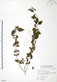 中文名:呂宋莢迷(S064762)學名:Viburnum luzonicum Rolfe(S064762)英文名:Luzon Viburnum