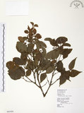 中文名:呂宋莢迷(S065400)學名:Viburnum luzonicum Rolfe(S065400)英文名:Luzon Viburnum