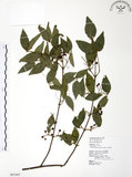 中文名:呂宋莢迷(S065485)學名:Viburnum luzonicum Rolfe(S065485)英文名:Luzon Viburnum