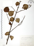 中文名:呂宋莢迷(S066667)學名:Viburnum luzonicum Rolfe(S066667)英文名:Luzon Viburnum