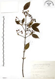 中文名:呂宋莢迷(S066811)學名:Viburnum luzonicum Rolfe(S066811)英文名:Luzon Viburnum