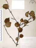 中文名:呂宋莢迷(S066968)學名:Viburnum luzonicum Rolfe(S066968)英文名:Luzon Viburnum