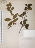 中文名:呂宋莢迷(S067185)學名:Viburnum luzonicum Rolfe(S067185)英文名:Luzon Viburnum