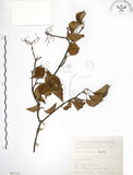 中文名:呂宋莢迷(S067351)學名:Viburnum luzonicum Rolfe(S067351)英文名:Luzon Viburnum