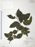 中文名:呂宋莢迷(S068137)學名:Viburnum luzonicum Rolfe(S068137)英文名:Luzon Viburnum