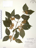 中文名:呂宋莢迷(S068810)學名:Viburnum luzonicum Rolfe(S068810)英文名:Luzon Viburnum