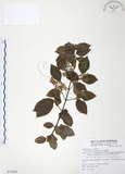 中文名:呂宋莢迷(S071830)學名:Viburnum luzonicum Rolfe(S071830)英文名:Luzon Viburnum
