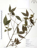 中文名:呂宋莢迷(S072404)學名:Viburnum luzonicum Rolfe(S072404)英文名:Luzon Viburnum