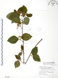 中文名:呂宋莢迷(S072794)學名:Viburnum luzonicum Rolfe(S072794)英文名:Luzon Viburnum