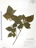 中文名:呂宋莢迷(S072883)學名:Viburnum luzonicum Rolfe(S072883)英文名:Luzon Viburnum