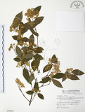 中文名:呂宋莢迷(S072891)學名:Viburnum luzonicum Rolfe(S072891)英文名:Luzon Viburnum
