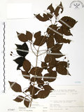 中文名:呂宋莢迷(S073467)學名:Viburnum luzonicum Rolfe(S073467)英文名:Luzon Viburnum