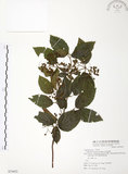 中文名:呂宋莢迷(S074452)學名:Viburnum luzonicum Rolfe(S074452)英文名:Luzon Viburnum