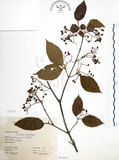 中文名:呂宋莢迷(S075357)學名:Viburnum luzonicum Rolfe(S075357)英文名:Luzon Viburnum