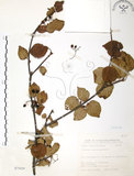 中文名:呂宋莢迷(S075429)學名:Viburnum luzonicum Rolfe(S075429)英文名:Luzon Viburnum