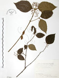 中文名:呂宋莢迷(S075693)學名:Viburnum luzonicum Rolfe(S075693)英文名:Luzon Viburnum