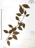 中文名:呂宋莢迷(S075699)學名:Viburnum luzonicum Rolfe(S075699)英文名:Luzon Viburnum