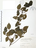 中文名:呂宋莢迷(S075704)學名:Viburnum luzonicum Rolfe(S075704)英文名:Luzon Viburnum