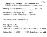 中文名:呂宋莢迷(S075799)學名:Viburnum luzonicum Rolfe(S075799)英文名:Luzon Viburnum