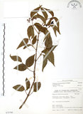中文名:呂宋莢迷(S075799)學名:Viburnum luzonicum Rolfe(S075799)英文名:Luzon Viburnum