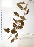 中文名:呂宋莢迷(S075802)學名:Viburnum luzonicum Rolfe(S075802)英文名:Luzon Viburnum