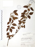 中文名:呂宋莢迷(S075854)學名:Viburnum luzonicum Rolfe(S075854)英文名:Luzon Viburnum