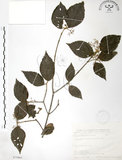 中文名:呂宋莢迷(S075863)學名:Viburnum luzonicum Rolfe(S075863)英文名:Luzon Viburnum