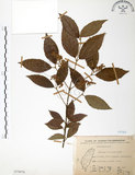 中文名:呂宋莢迷(S075878)學名:Viburnum luzonicum Rolfe(S075878)英文名:Luzon Viburnum