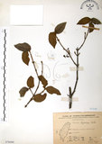 中文名:呂宋莢迷(S076088)學名:Viburnum luzonicum Rolfe(S076088)英文名:Luzon Viburnum