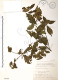 中文名:呂宋莢迷(S076180)學名:Viburnum luzonicum Rolfe(S076180)英文名:Luzon Viburnum