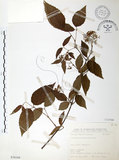 中文名:呂宋莢迷(S076184)學名:Viburnum luzonicum Rolfe(S076184)英文名:Luzon Viburnum