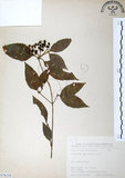 中文名:呂宋莢迷(S076258)學名:Viburnum luzonicum Rolfe(S076258)英文名:Luzon Viburnum