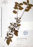 中文名:呂宋莢迷(S076270)學名:Viburnum luzonicum Rolfe(S076270)英文名:Luzon Viburnum