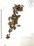 中文名:呂宋莢迷(S076311)學名:Viburnum luzonicum Rolfe(S076311)英文名:Luzon Viburnum