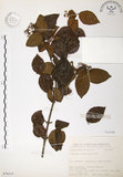 中文名:呂宋莢迷(S076315)學名:Viburnum luzonicum Rolfe(S076315)英文名:Luzon Viburnum