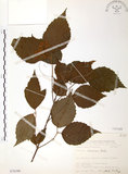 中文名:呂宋莢迷(S076340)學名:Viburnum luzonicum Rolfe(S076340)英文名:Luzon Viburnum