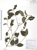 中文名:呂宋莢迷(S076491)學名:Viburnum luzonicum Rolfe(S076491)英文名:Luzon Viburnum