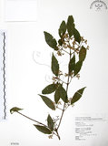 中文名:呂宋莢迷(S076538)學名:Viburnum luzonicum Rolfe(S076538)英文名:Luzon Viburnum