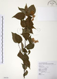 中文名:呂宋莢迷(S076729)學名:Viburnum luzonicum Rolfe(S076729)英文名:Luzon Viburnum