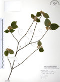 中文名:呂宋莢迷(S077500)學名:Viburnum luzonicum Rolfe(S077500)英文名:Luzon Viburnum