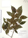 中文名:呂宋莢迷(S077951)學名:Viburnum luzonicum Rolfe(S077951)英文名:Luzon Viburnum