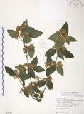中文名:呂宋莢迷(S078087)學名:Viburnum luzonicum Rolfe(S078087)英文名:Luzon Viburnum