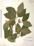 中文名:呂宋莢迷(S078123)學名:Viburnum luzonicum Rolfe(S078123)英文名:Luzon Viburnum