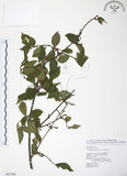 中文名:呂宋莢迷(S087306)學名:Viburnum luzonicum Rolfe(S087306)英文名:Luzon Viburnum