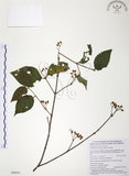 中文名:呂宋莢迷(S088591)學名:Viburnum luzonicum Rolfe(S088591)英文名:Luzon Viburnum
